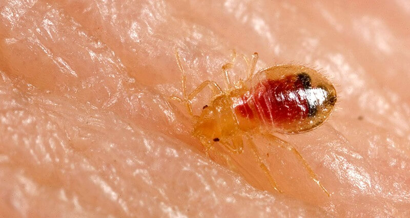 Bed Bug Control & Treatment In Columbia, SC