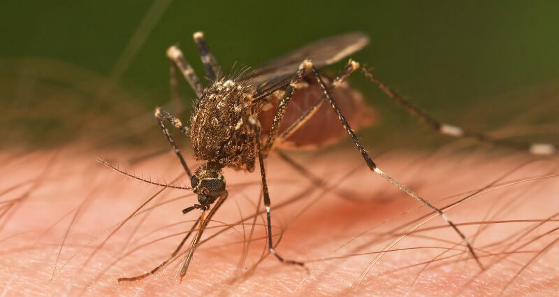 Mosquito Control Services In Columbia SC