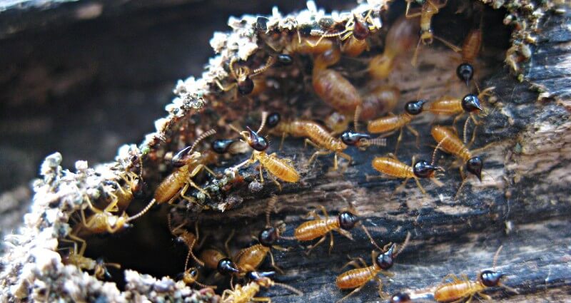 Termite Control & Treatment In Columbia SC