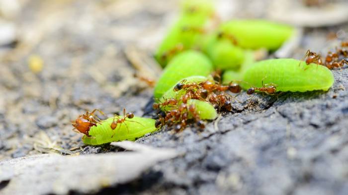 About Us - MidSouth Termite & Pest Control Columbia